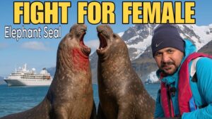 Fight Between Two Giant Elephant Seals in Antarctica