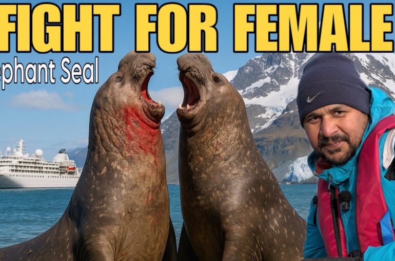 Fight Between Two Giant Elephant Seals | One Wild Planet | Antarctica Wildlife || Pole to Pole Ep.8