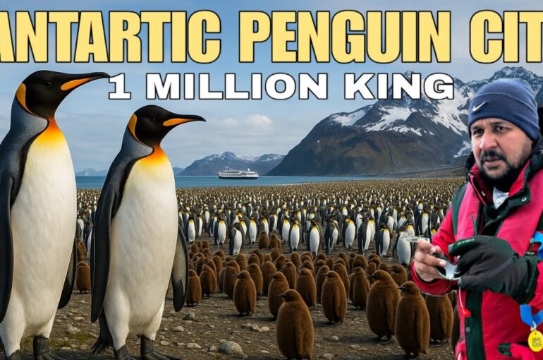 Antarctica’s Wildest Penguin City: 10 Lakh Kings Penguin 🐧👑 | Pole to Pole Ep.7
