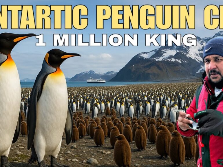 Antarctica’s Wildest Penguin City: 10 Lakh Kings Penguin 🐧👑 | Pole to Pole Ep.7